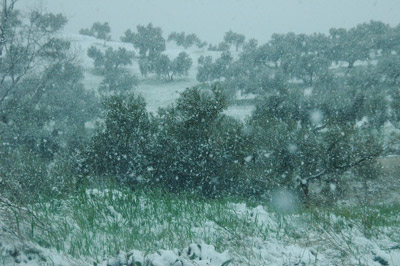 Nieve en Los Montes de Málaga