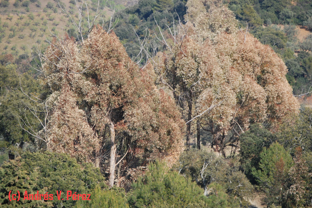 Eucalyptus afectados por la ola de frío siberiana