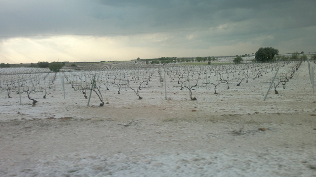 El pedrisco daña de forma considerable los cultivos de La Manchuela (Albacete)