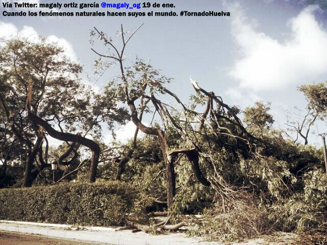 Graves daños en los árboles provocados por el tornado, vía Twitter.