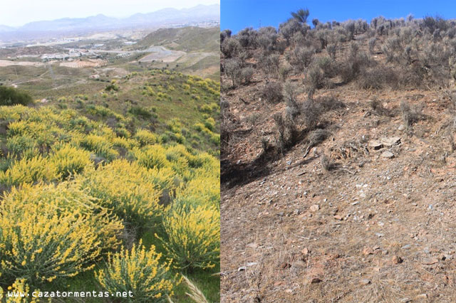 Comparativa vegetación Sierra Filabres, Almería, marzo 2013 vs. abril 2014.