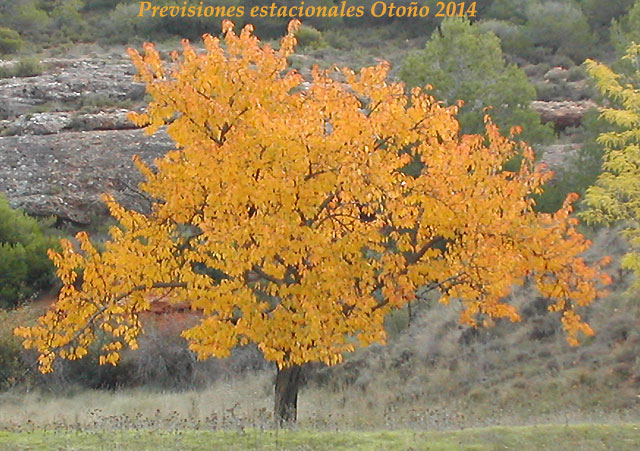Árbol de hoja caduca vestido de otoño en tierras de Soria.