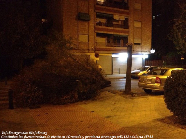 Imagen de uno de los muchos árboles caídos ayer entre Málaga y Granada, a causa de los fuertes vientos.